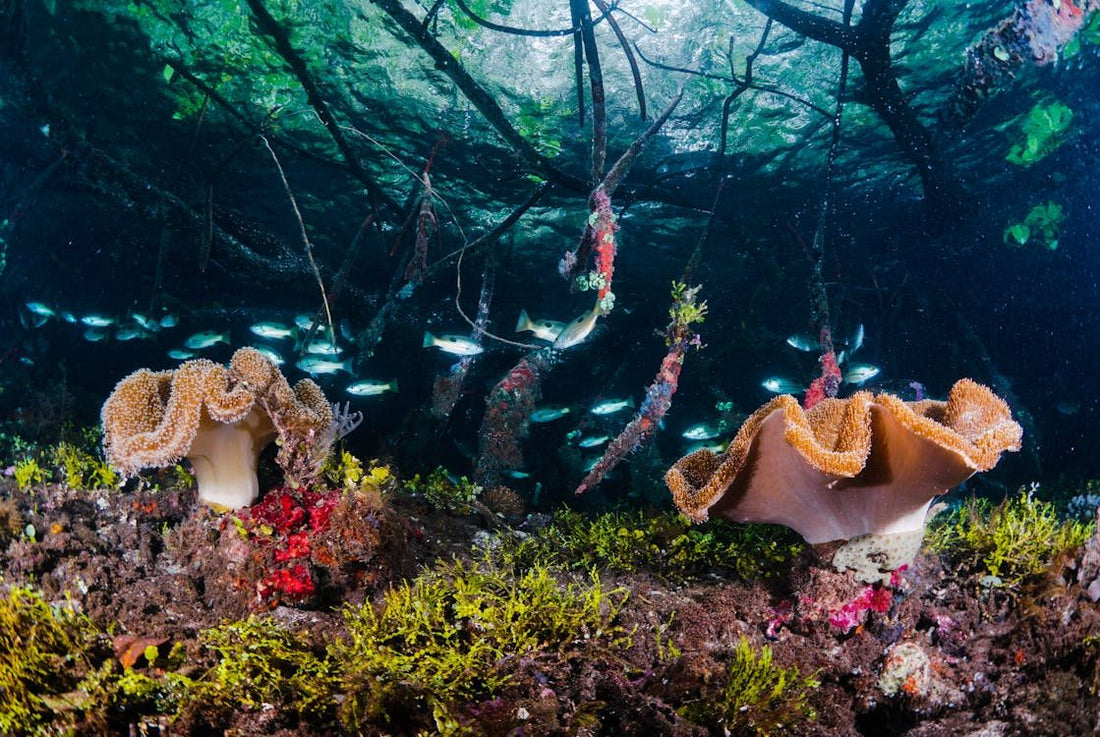How Mangroves Fight Climate Change and Protect Our Oceans