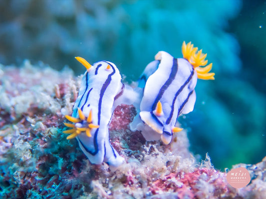 Exploring the Banda Sea: Inspiration Behind Our Newest Design