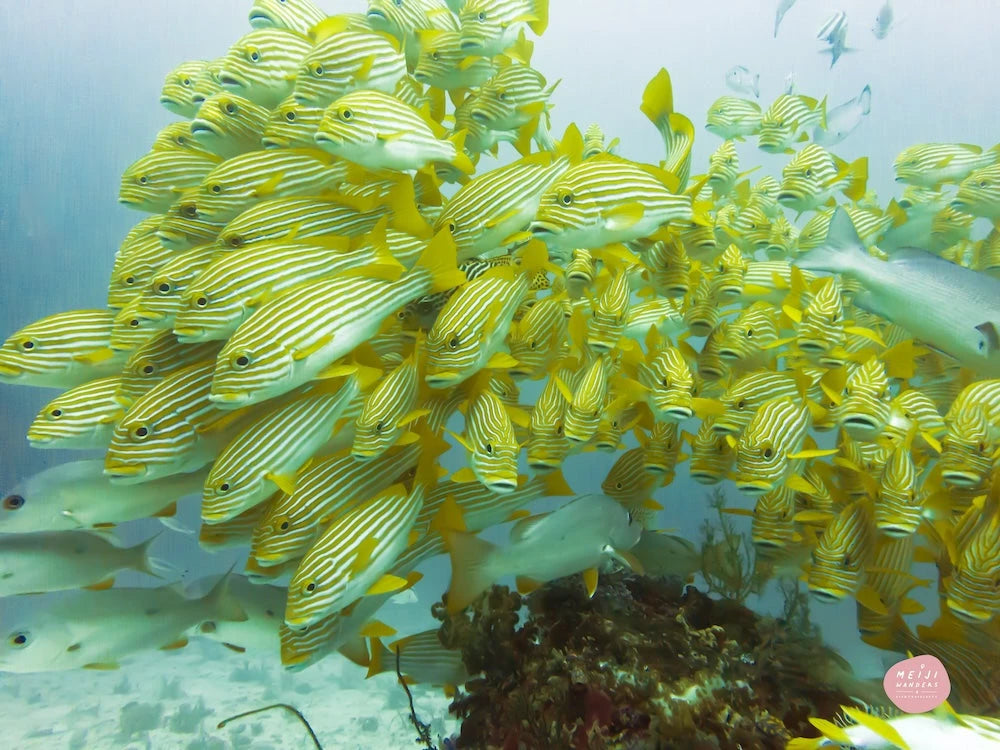 Coral Triangle