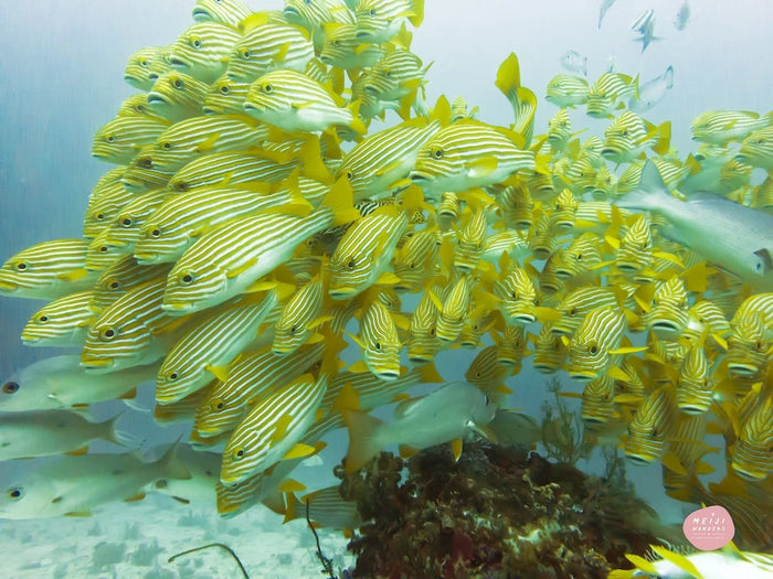 Coral Triangle