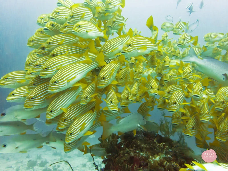 Coral Triangle