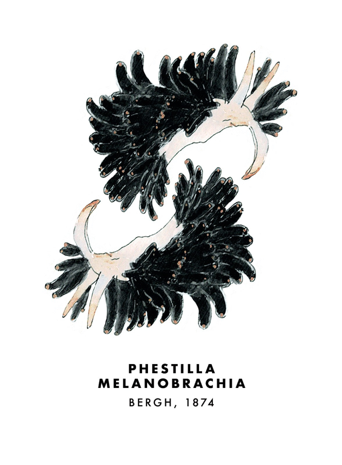 Sea Slug