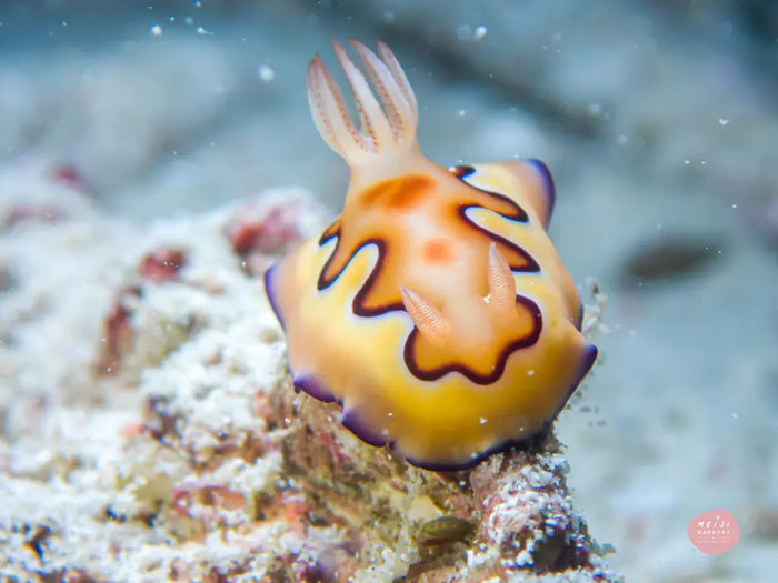 ウミウシシリーズ