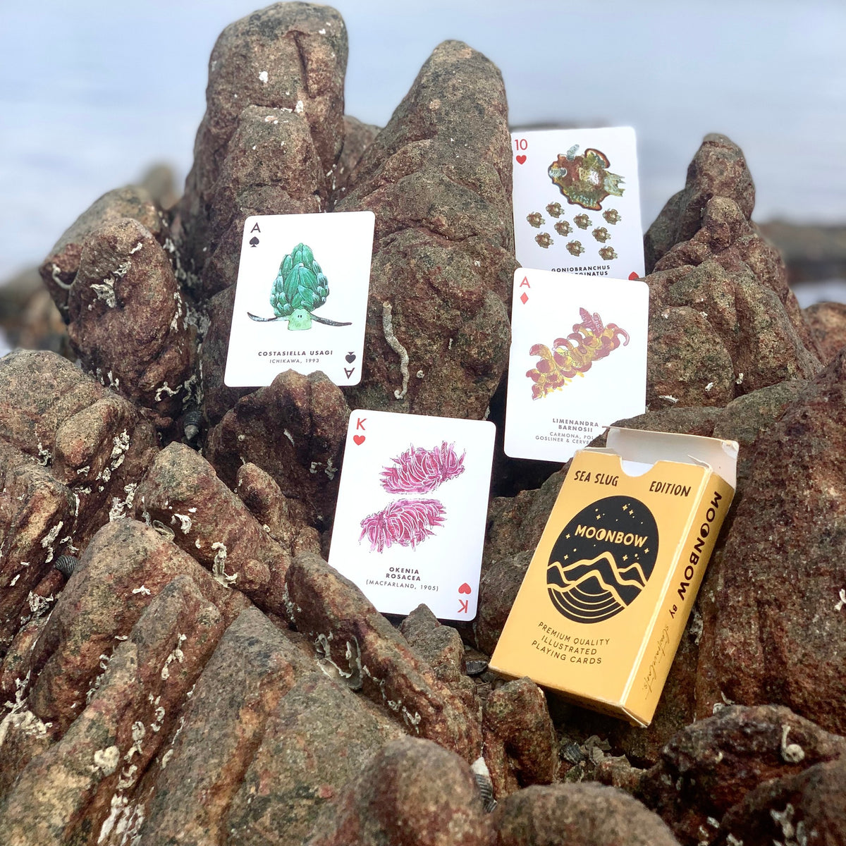 Sea Slug Playing Cards (Waterproof) - anilao - cards, product-photos
