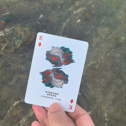 Sea Slug Playing Cards (Waterproof) - anilao - cards, product-photos