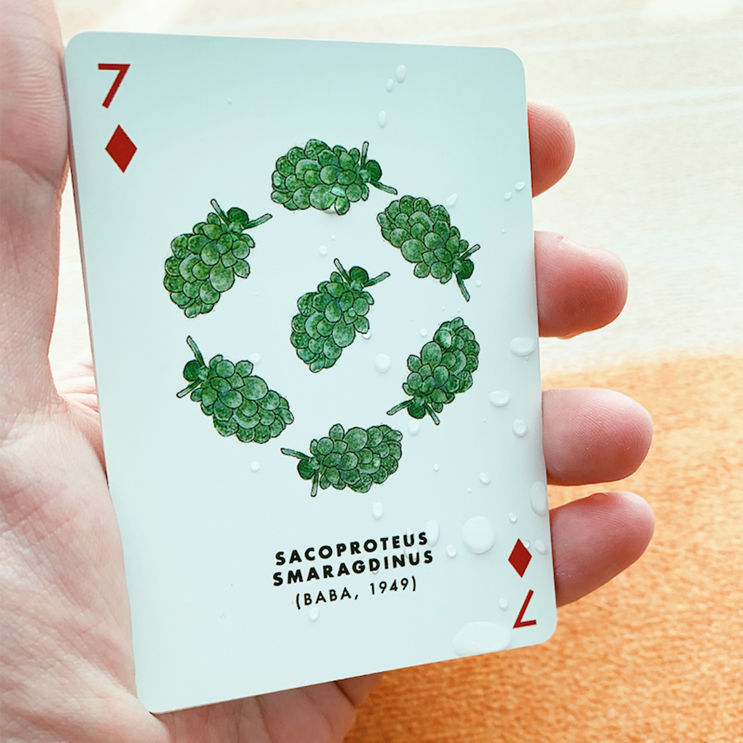 Playing Cards - Sea Slug (Waterproof)