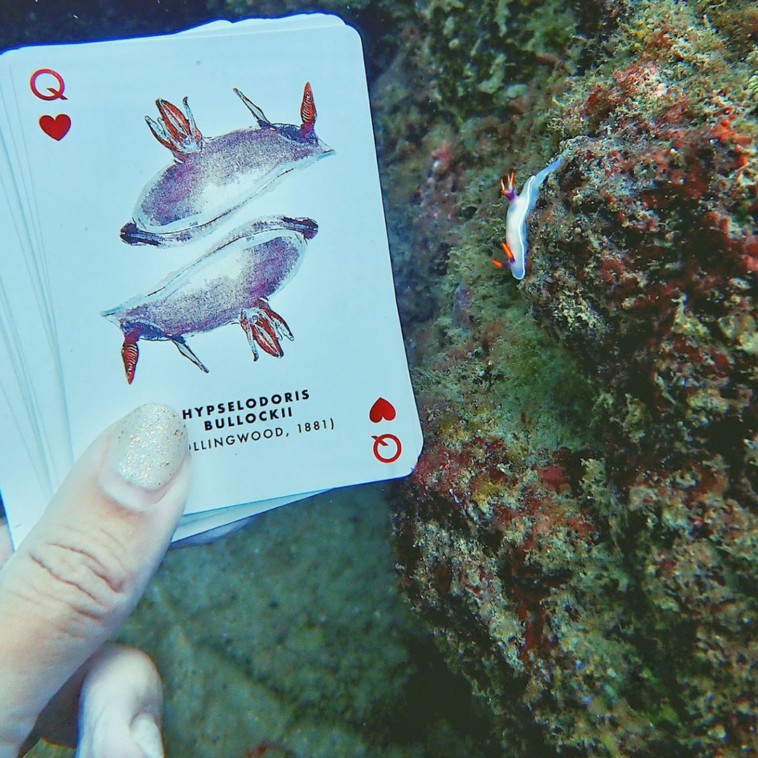 Playing Cards - Sea Slug (Waterproof)